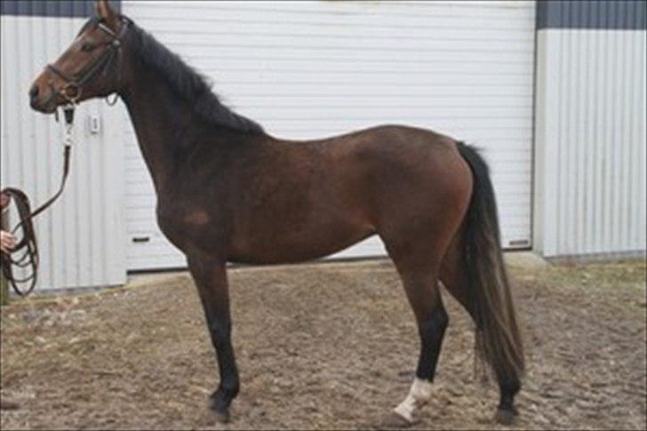 Dansk Varmblod Comma VG billede 7