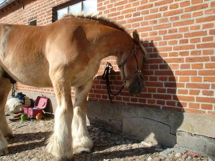 Jyde Østervig Storm P  - Foto: Mig | org. der skal kløes lidt.  billede 17