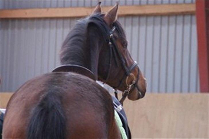 Dansk Varmblod Comma VG billede 8