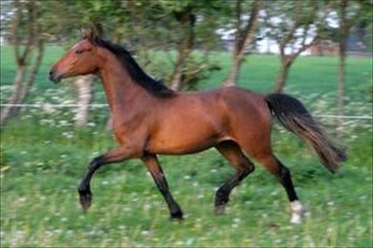 Dansk Varmblod Comma VG billede 9