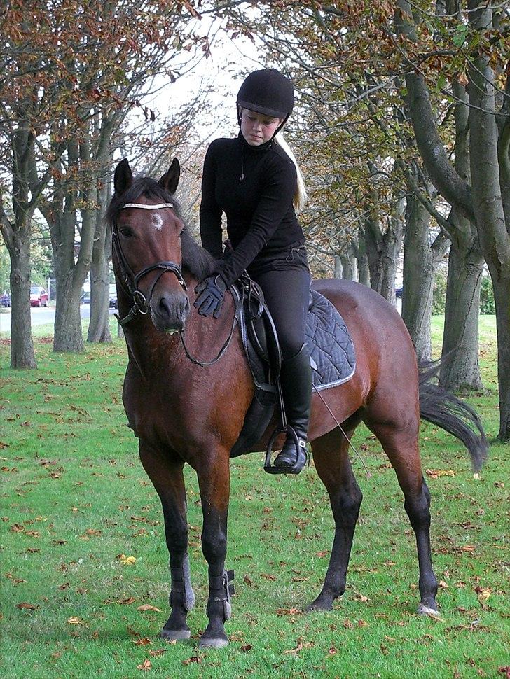 New Forest Alhedens Delight *Solgt* billede 1