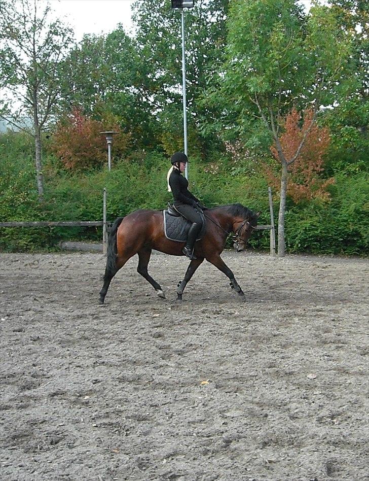 New Forest Alhedens Delight *Solgt* billede 2