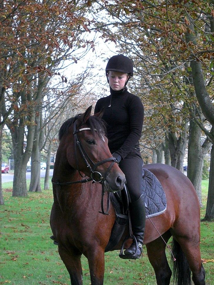 New Forest Alhedens Delight *Solgt* billede 3