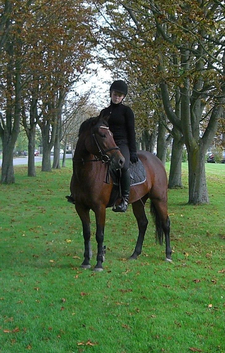 New Forest Alhedens Delight *Solgt* billede 4