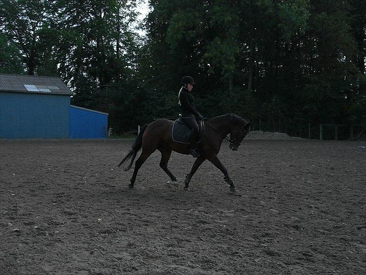 New Forest Alhedens Delight *Solgt* billede 5