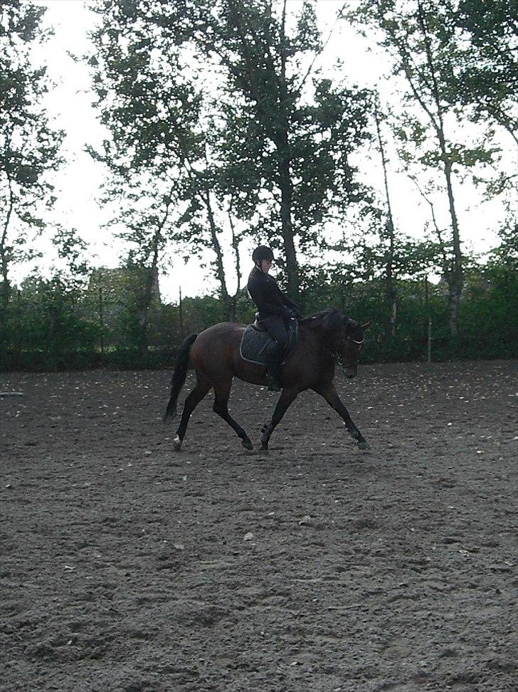 New Forest Alhedens Delight *Solgt* billede 6