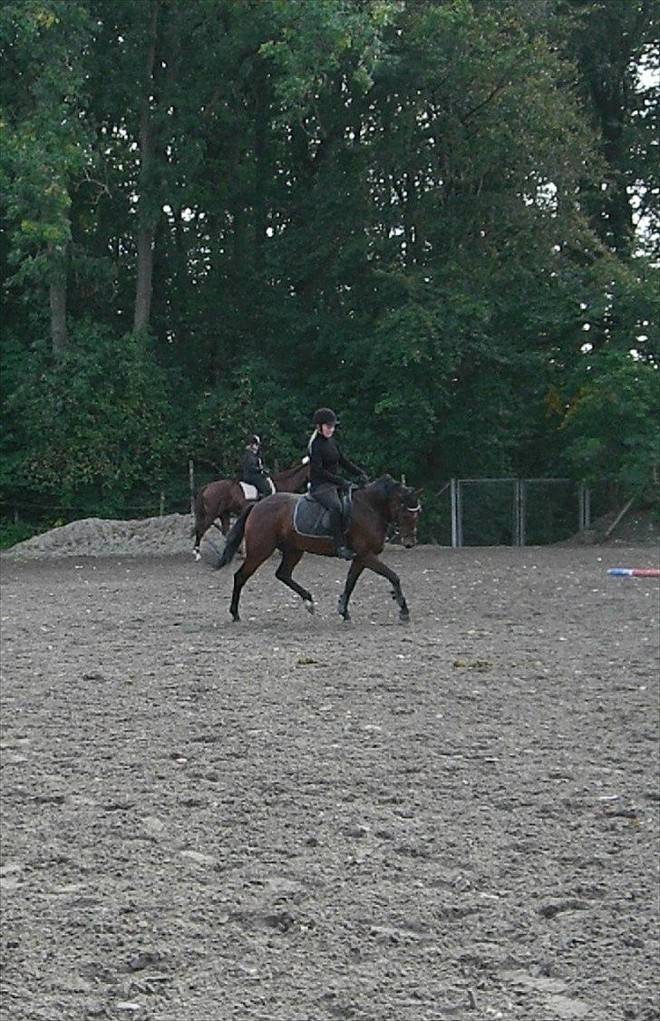 New Forest Alhedens Delight *Solgt* billede 7