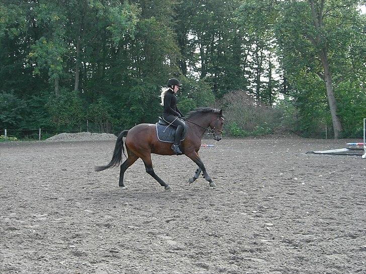 New Forest Alhedens Delight *Solgt* billede 8