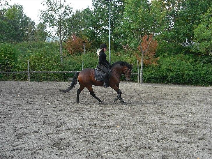 New Forest Alhedens Delight *Solgt* billede 9