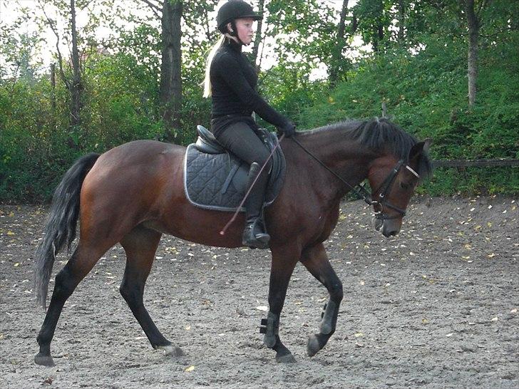 New Forest Alhedens Delight *Solgt* billede 10