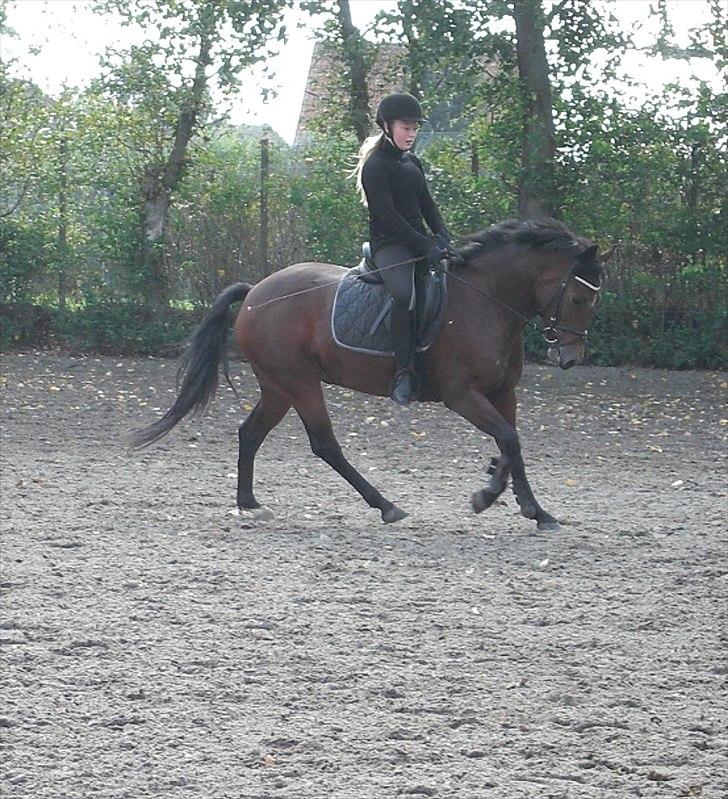 New Forest Alhedens Delight *Solgt* billede 11