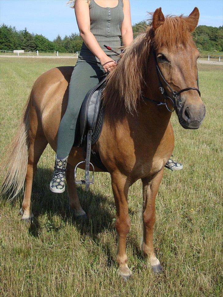 Islænder Kyndill fra Rosenlund billede 11