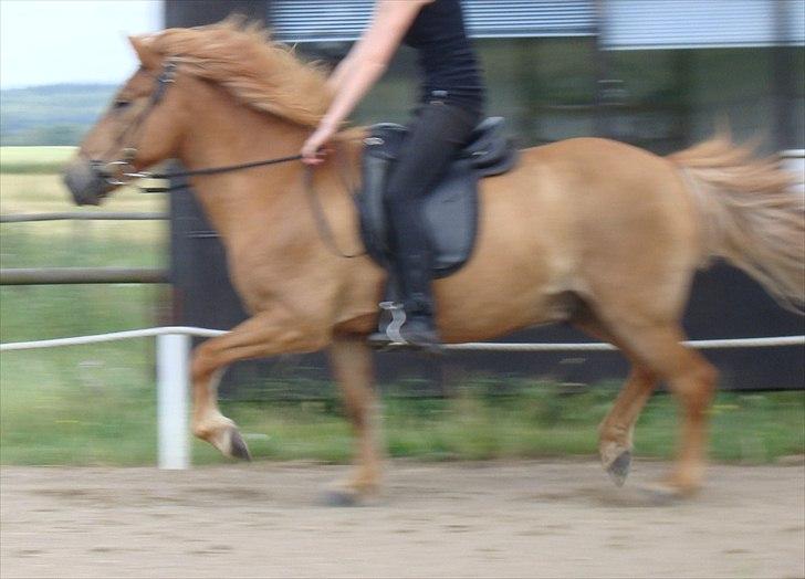 Islænder Kyndill fra Rosenlund billede 12