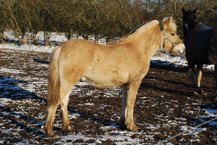 Fjordhest Brødsgaards Merlot - Babyen i vinters billede 9