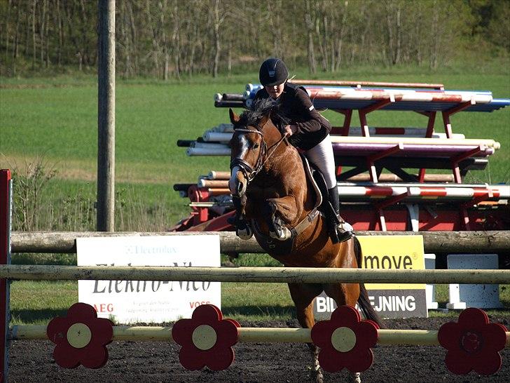 Hollandsk Sportspony  ANNIE | SOLGT :'( - Jeg ligner en spade.. Annie (Y) billede 17