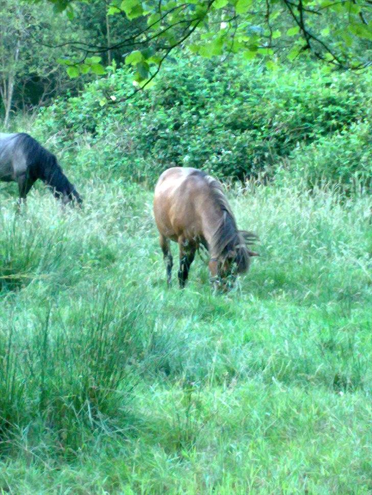 Exmoor Rasmine - Rasmine på sommergræs - August 2010- Last night I matched each star with a reason for loving you. I was doing great until i ran out of stars <3 billede 9