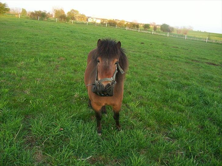 Shetlænder Blomst - Min lilleste og nysgerrigste hest :p billede 7