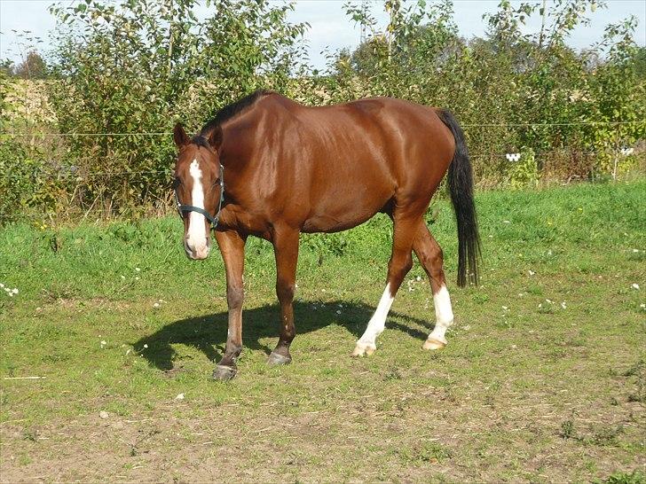 Anden særlig race Axon (Axel)  billede 1