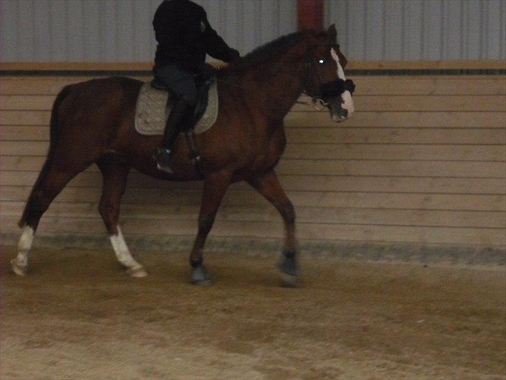 Anden særlig race Axon (Axel)  billede 2