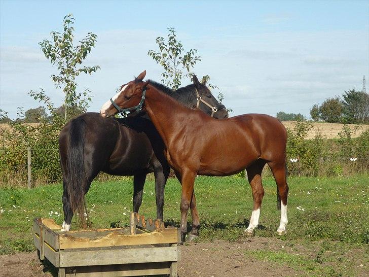 Anden særlig race Axon (Axel)  billede 3