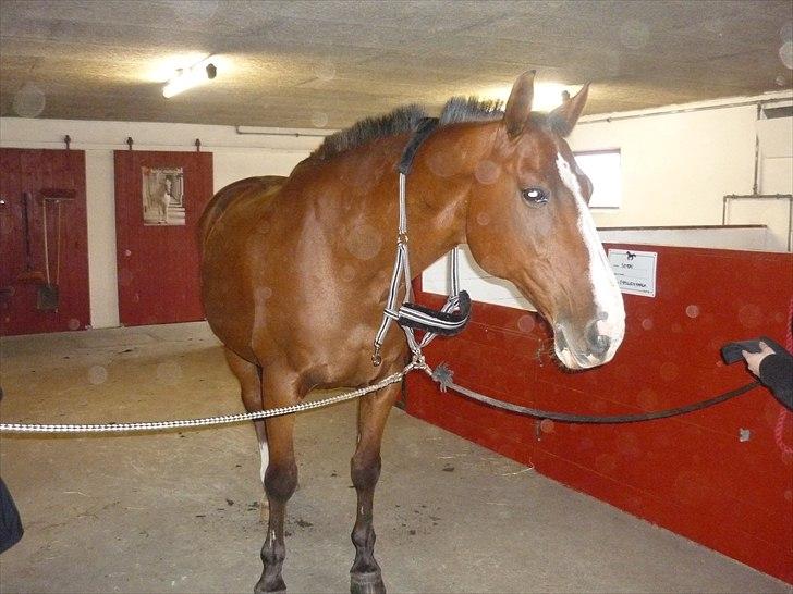 Anden særlig race Axon (Axel)  billede 4