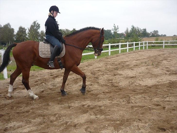 Anden særlig race Axon (Axel)  billede 5