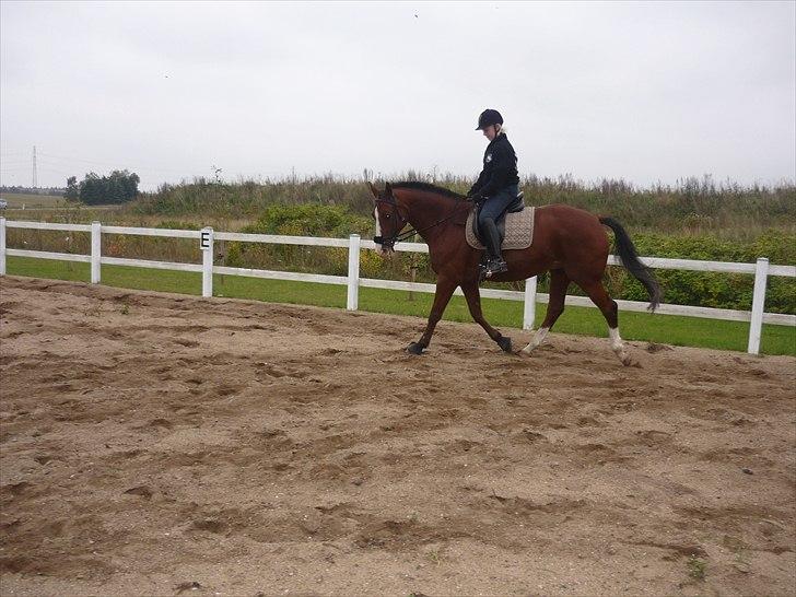 Anden særlig race Axon (Axel)  billede 6