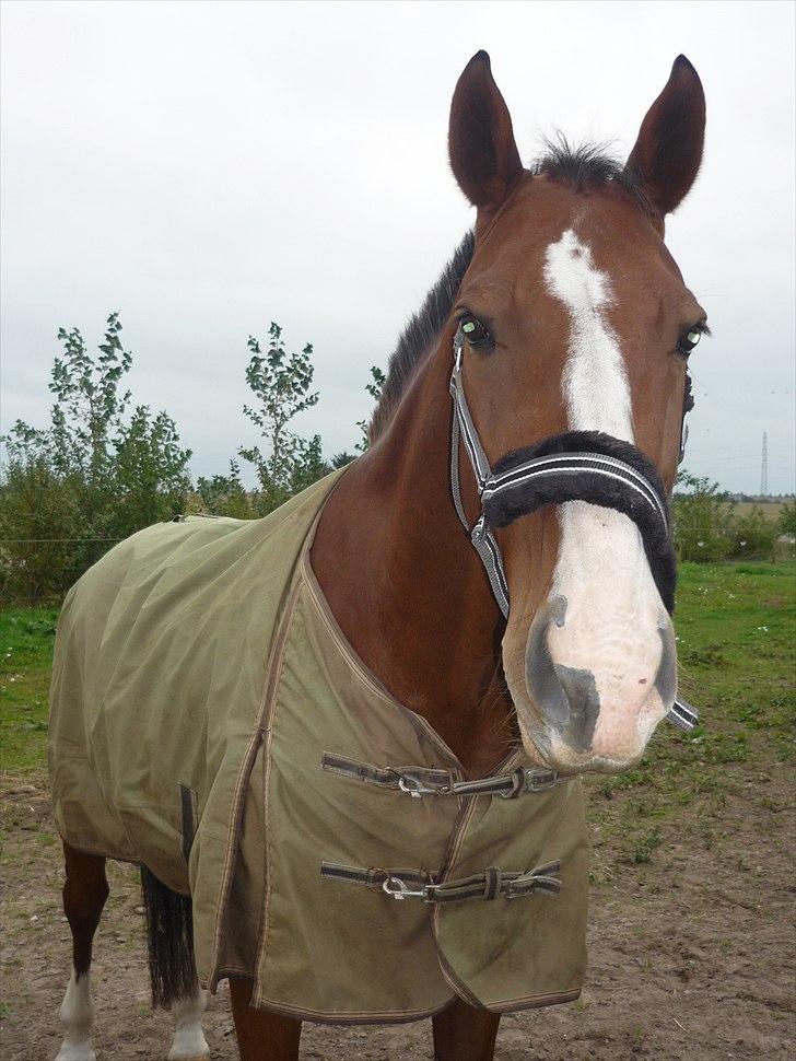 Anden særlig race Axon (Axel)  billede 7