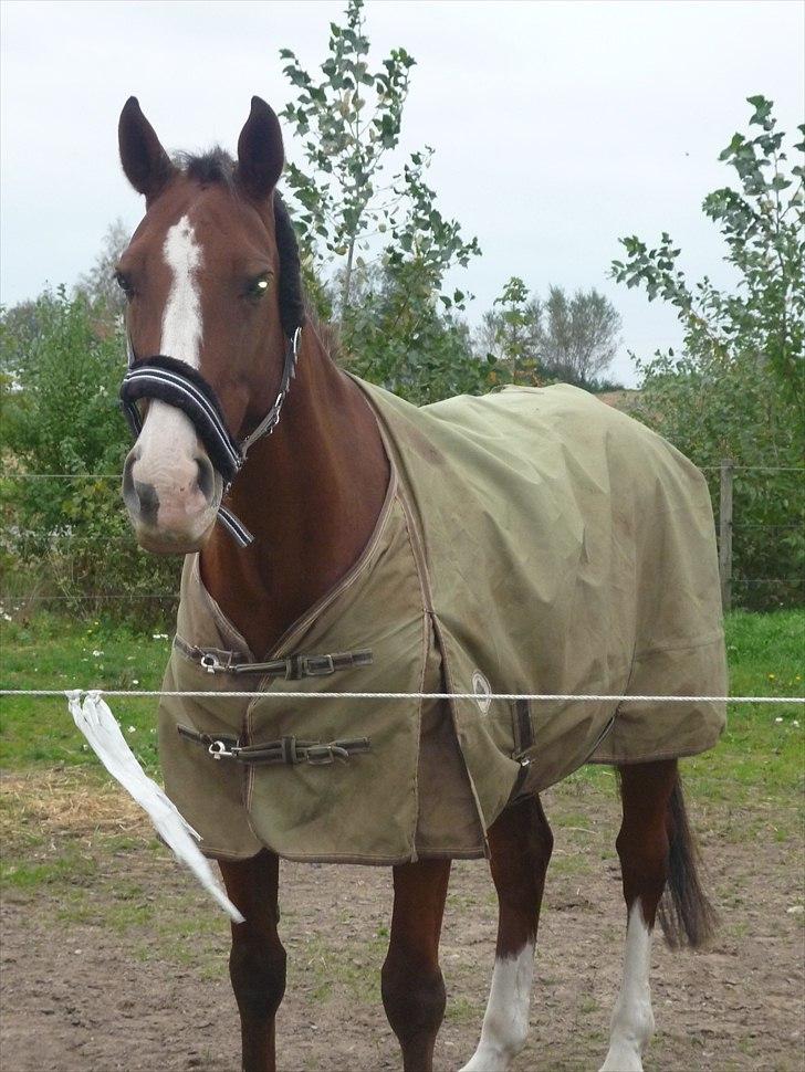 Anden særlig race Axon (Axel)  billede 8