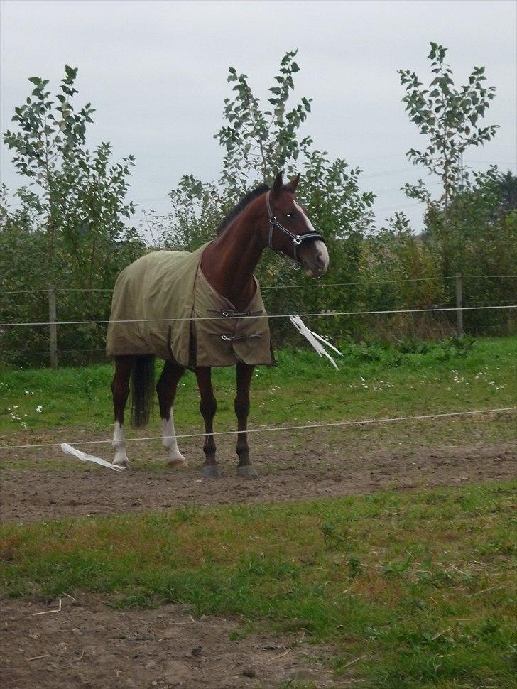 Anden særlig race Axon (Axel)  billede 9