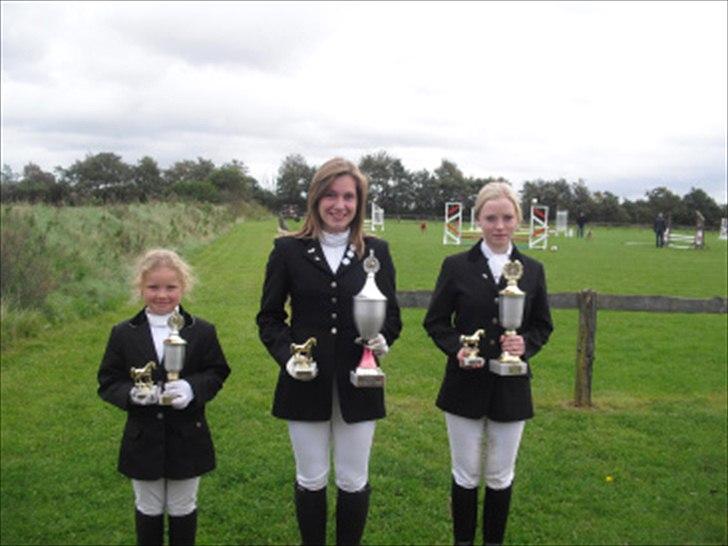 Welsh Pony af Cob-type (sec C) Edelweis Sonny billede 8