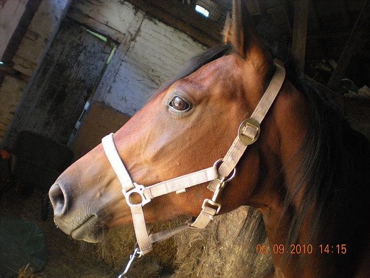 Anden særlig race annabell billede 10