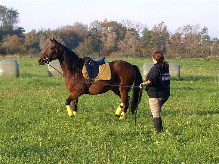 Anden særlig race annabell - det er første gang jeg bliver Longeret :)  billede 15