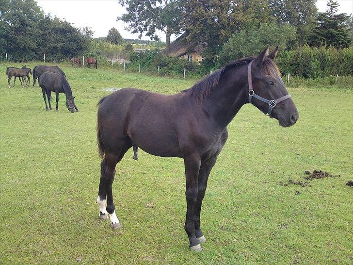 Dansk Varmblod Skovly's Lamingo - 4-5 mdr gammel :) billede 3