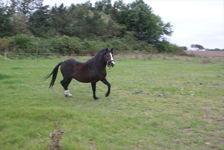 Welsh Mountain (sec A) Stald Carport's spirit billede 12