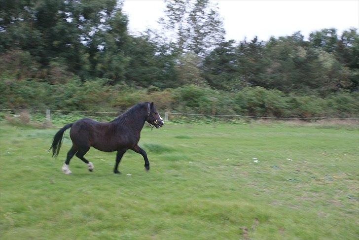 Welsh Mountain (sec A) Stald Carport's spirit billede 13