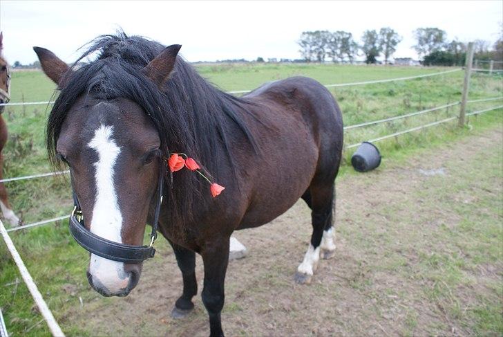 Welsh Mountain (sec A) Stald Carport's spirit - Zacharias har givet spritten fine blomster i grimen  billede 15