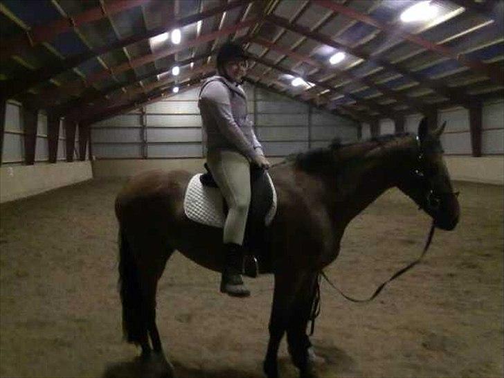 Dansk Varmblod Cairo T. - Første gang med rytter :D billede 3