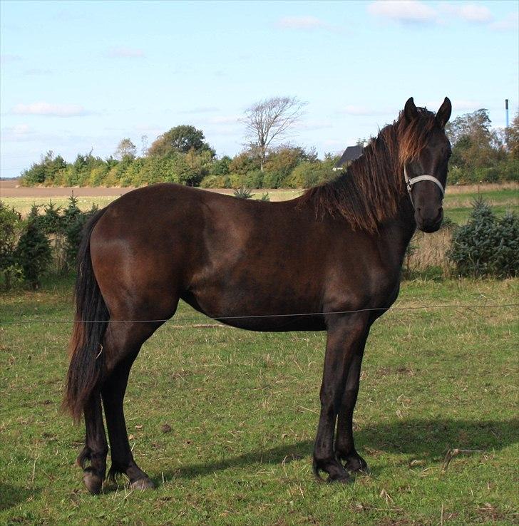 Anden særlig race Zilke  (DV+Frieser) - SOLGT - september 2010 billede 18