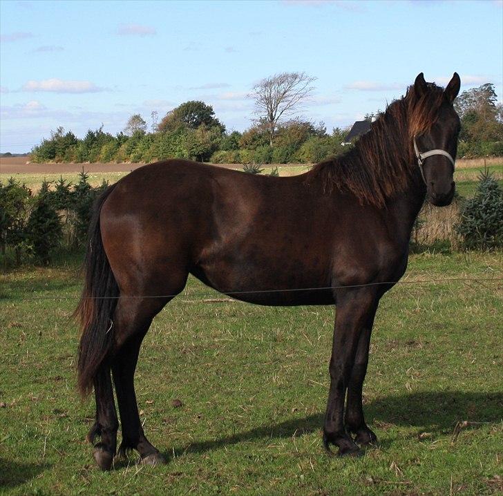 Anden særlig race Zilke  (DV+Frieser) - SOLGT billede 19