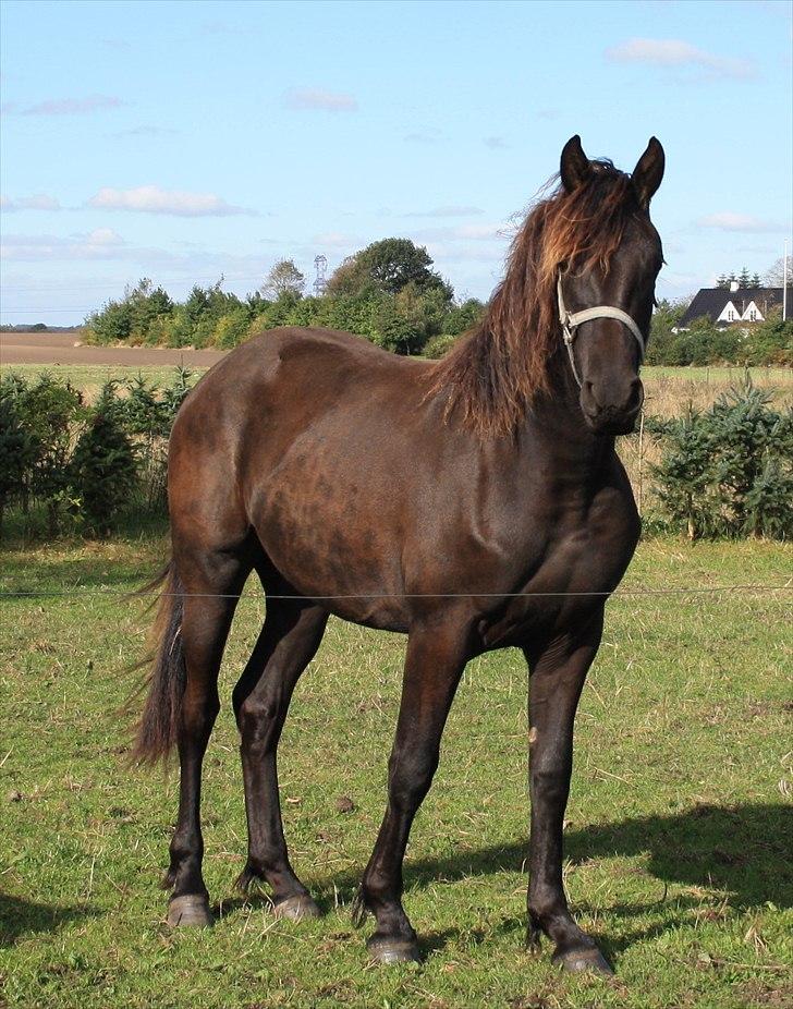 Anden særlig race Zilke  (DV+Frieser) - SOLGT billede 20