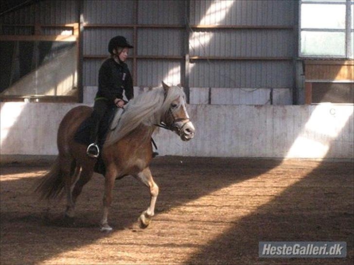 Haflinger Kim Van de mini Hoeve - Anden gang jeg rider på hende! billede 8