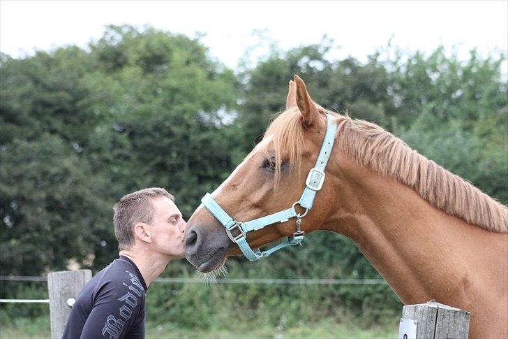 Dansk Varmblod Charmeur  - far&charmeur<3 Du har en stor plads i alles hjerter <3 billede 18