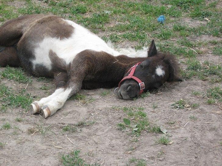 Anden særlig race (¯`v´¯)Filine(¯`v´¯) billede 18