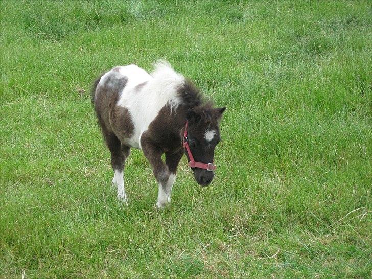 Anden særlig race (¯`v´¯)Filine(¯`v´¯) billede 19