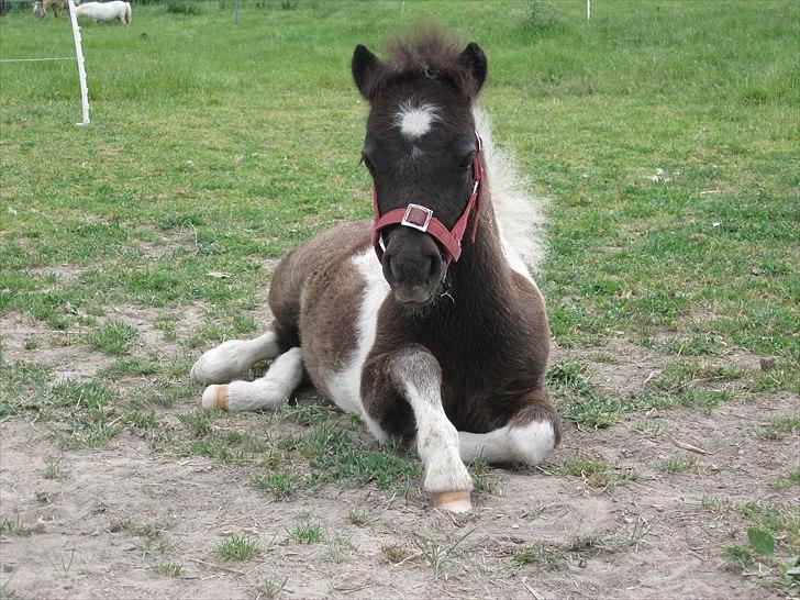 Anden særlig race (¯`v´¯)Filine(¯`v´¯) billede 20