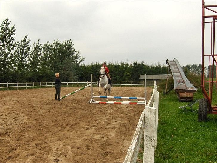 Shagya Araber (SH) Arteju [SOLGT]   - 2gang vi springer. Til sidst kom vi op og sprang 70-75cm også over okse. Og det var meget lang til siden jeg sidst havde sprunget(;  billede 10