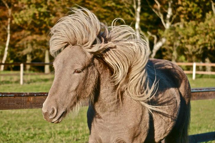 Islænder Kiljan - Lige fyldt 2 år billede 7