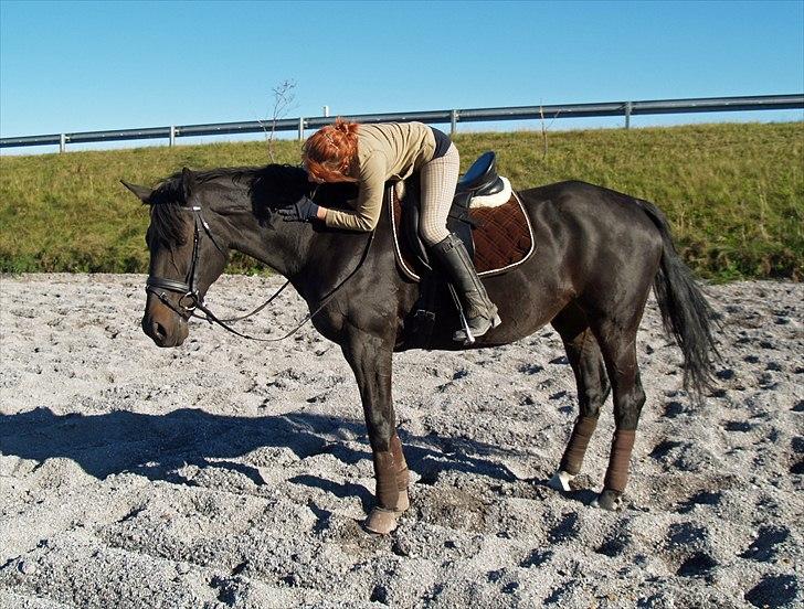Dansk Varmblod Monique af Ommestrup - <3 Elsker den hest <3 (29 sep) billede 16