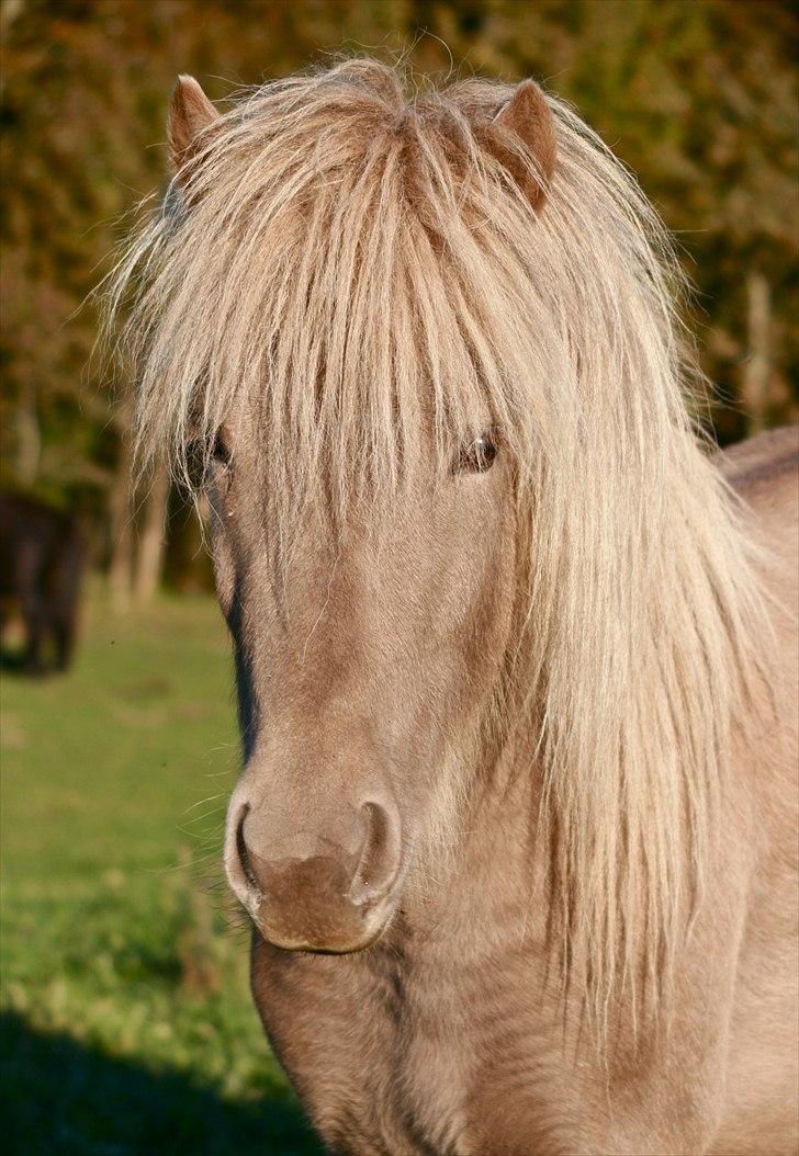 Islænder Kiljan - Lige fyldt 2 år billede 8